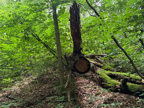 Durch den Aplerbecker und Schwerter Wald