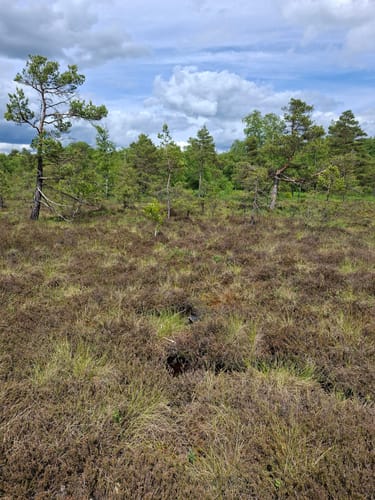 Naturlehrpfad Schwarzes Moor