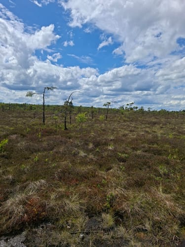 Naturlehrpfad Schwarzes Moor