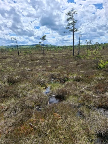 Naturlehrpfad Schwarzes Moor