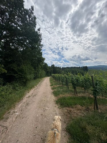 Durbacher Weinpanorama (Premiumwanderweg)