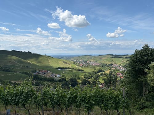 Durbacher Weinpanorama (Premiumwanderweg)