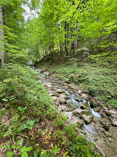 Rechenbergalm ab Oberwössen
