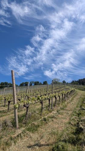 Weingut Schloß Ortenberg Rundweg