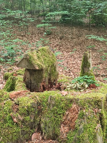 Herzog-Jäger-Pfad (Premiumwanderweg)