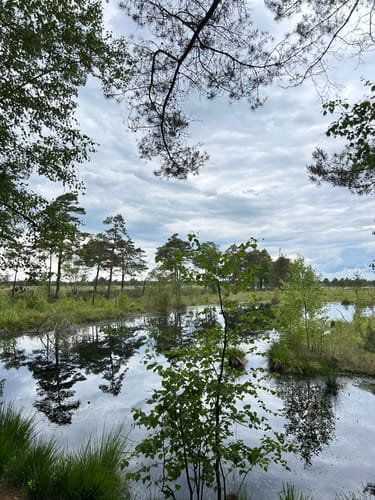 Moorrundweg Pietzmoor