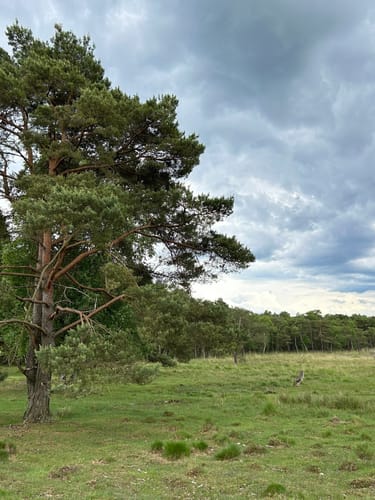 Moorrundweg Pietzmoor
