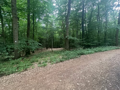 Geisenheimer Rundweg G: Nothgottesweg