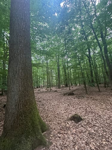 Geisenheimer Rundweg G: Nothgottesweg