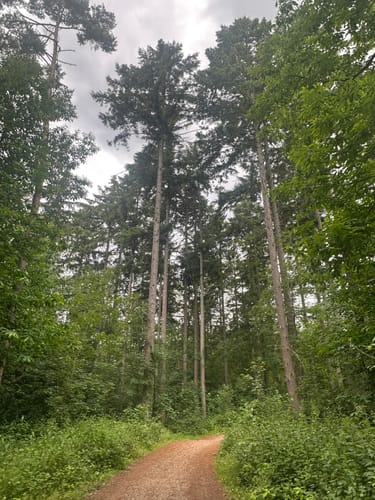 Geisenheimer Rundweg G: Nothgottesweg