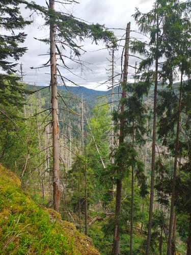 Mittelweg Etappe 9: Häusern - Waldshut
