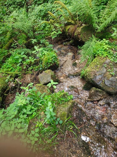 Mittelweg Etappe 9: Häusern - Waldshut