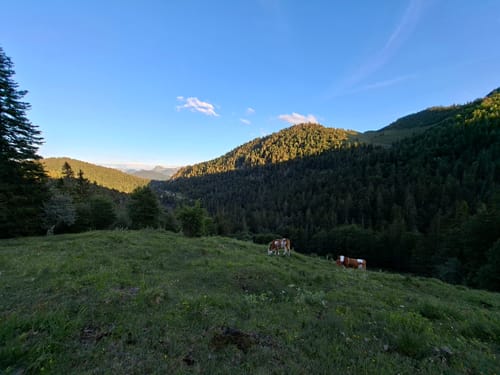 Hintere Scharnitz-Alm ab Bichleralm