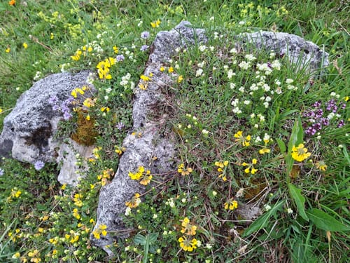 Hintere Scharnitz-Alm ab Bichleralm