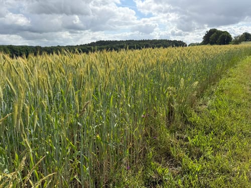 Schwedelbach Rundwanderung