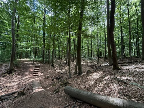 Frohn-Wald-Weg (Premiumwanderweg)