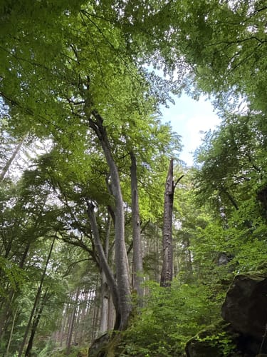 Irreler Wasserfälle - Teufelsschlucht