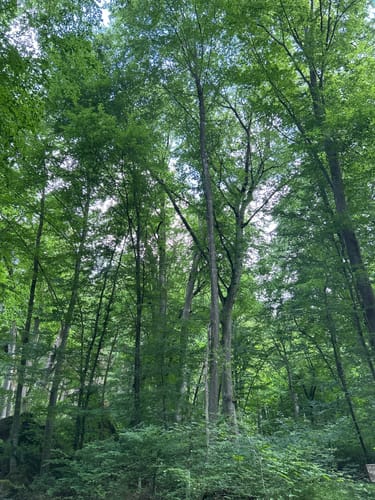 Irreler Wasserfälle - Teufelsschlucht