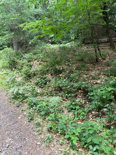 Karlsbrunn Rundweg