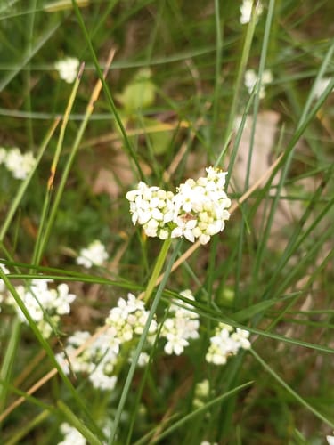 Gipfelrauschen (Traumschleife)