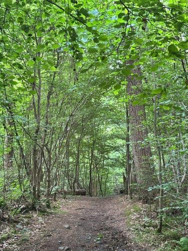 Frohn-Wald-Weg (Premiumwanderweg)