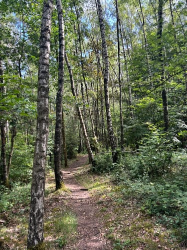 Frohn-Wald-Weg (Premiumwanderweg)