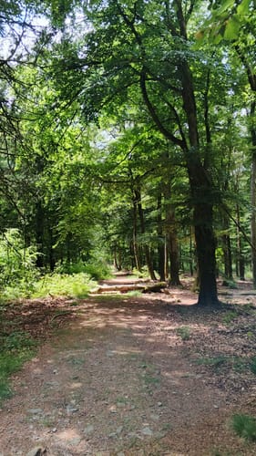Gipfelrauschen (Traumschleife)