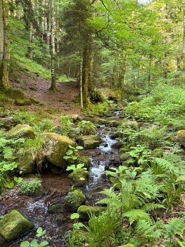 Wiesensteig (Premiumwanderweg)