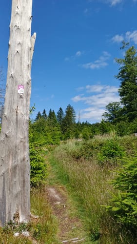 Gipfelrauschen (Traumschleife)