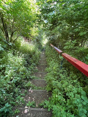 Rundwanderweg Waldläufer ab Handthal