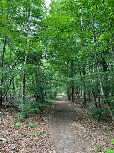 Rundwanderweg Waldläufer ab Handthal