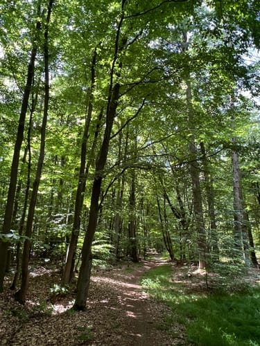 Rundwanderweg Waldläufer ab Handthal