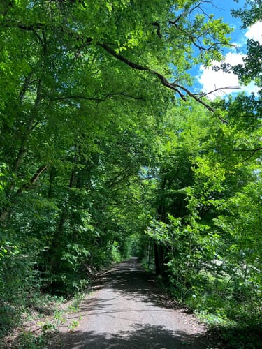 Rundwanderweg Waldläufer ab Handthal