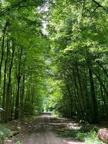 Rundwanderweg Waldläufer ab Handthal