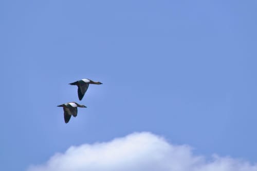 Vogelfreistätte Weihergebiet bei Mohrhof