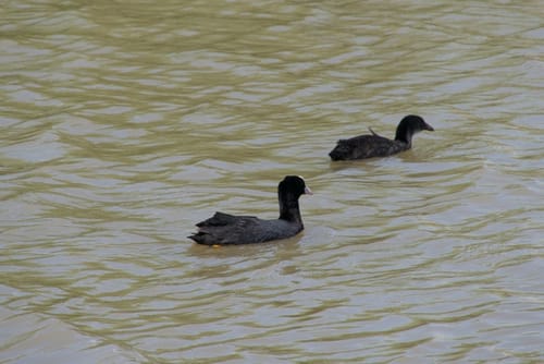 Vogelfreistätte Weihergebiet bei Mohrhof