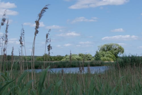 Vogelfreistätte Weihergebiet bei Mohrhof