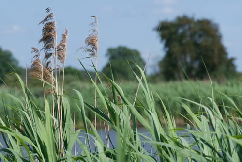 Vogelfreistätte Weihergebiet bei Mohrhof