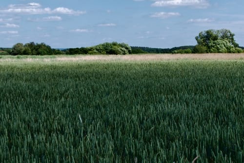 Vogelfreistätte Weihergebiet bei Mohrhof