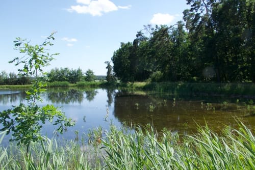 Vogelfreistätte Weihergebiet bei Mohrhof