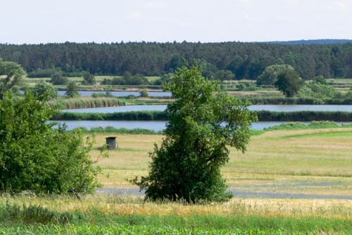 Vogelfreistätte Weihergebiet bei Mohrhof