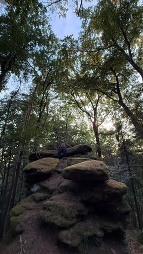 Dimbacher Buntsandstein Höhenweg (Premiumwanderweg)
