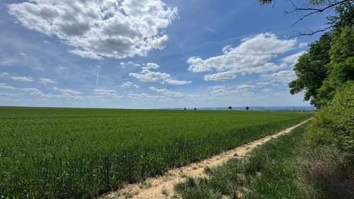 Erfurter Steigerwald