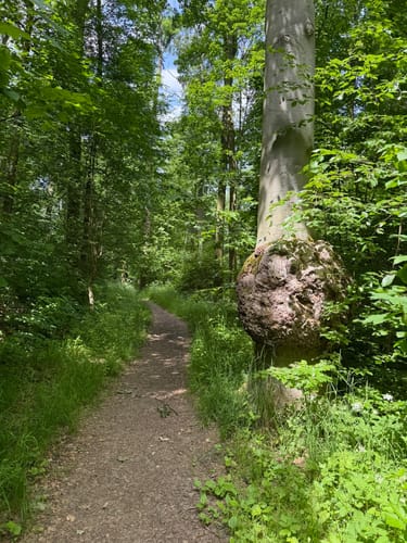 Erfurter Steigerwald