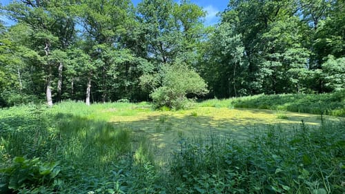 Erfurter Steigerwald