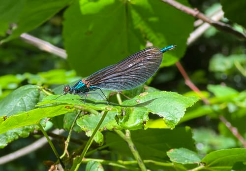 Erfurter Steigerwald