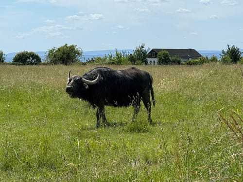 Erfurter Steigerwald