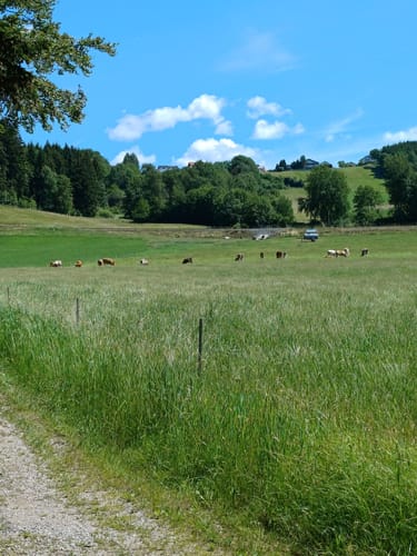 Großer Rundweg Steinklamm bei Spiegelau