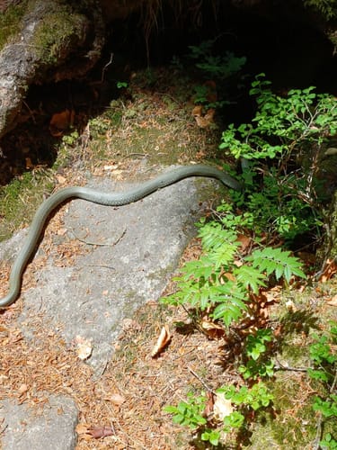 Großer Rundweg Steinklamm bei Spiegelau