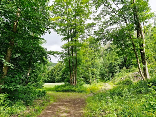 Von Bad Sachsa zum Ravensberg